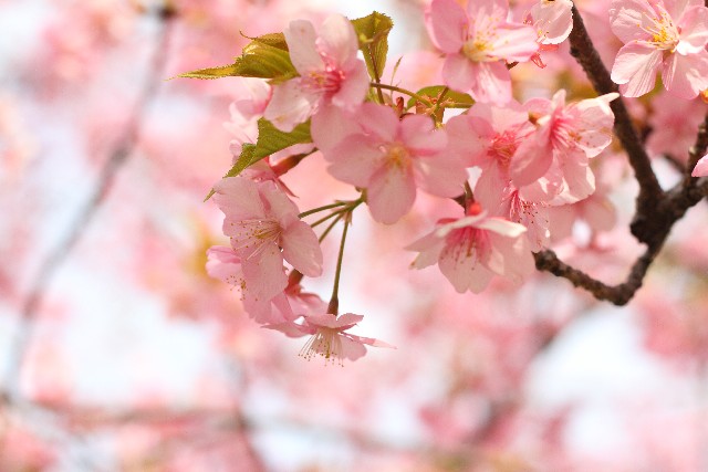 三春の滝桜の開花予想│2015年の見頃はいつ？駐車場は混雑する？